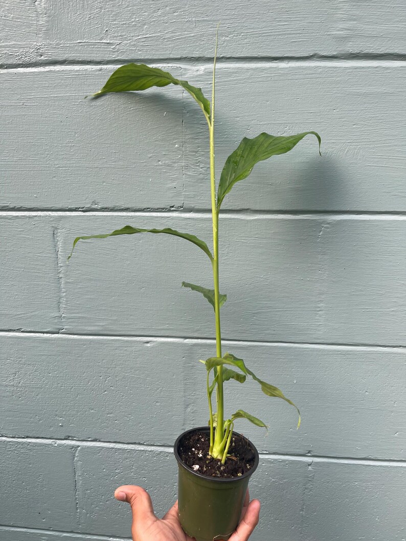 May include: A green potted plant with long, slender leaves and a tall, central stem. The plant is held in a dark green pot, and the background is a light blue painted wall. The plant is in the palm of a hand.