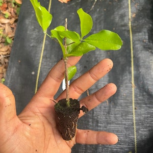 Acerola Cherry Plant: High Vitamin C, Tropical Fruit Tree