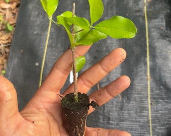 Acerola Cherry Plant: High Vitamin C, Tropical Fruit Tree