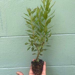 May include: A small, young plant with vibrant green leaves and a brown root ball is held in a hand. The plant has multiple stems and a full, leafy top. The background is a light green, horizontal wooden wall.