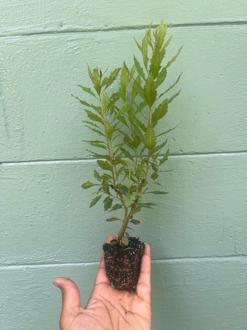 May include: A small, young plant with vibrant green leaves and a brown root ball is held in a hand. The plant has multiple stems and a full, leafy top. The background is a light green, horizontal wooden wall.