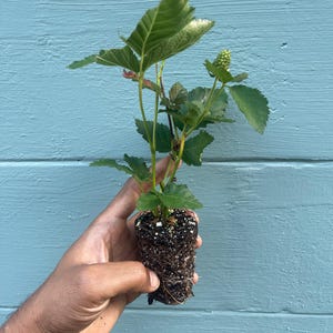 Pode incluir: Uma planta jovem de amora com folhas verdes serrilhadas e uma &uacute;nica baga verde em desenvolvimento. A planta &eacute; apresentada com o torr&atilde;o de ra&iacute;zes exposto, exibindo terra escura e uma rede densa de ra&iacute;zes, pronta para ser transplantada.
