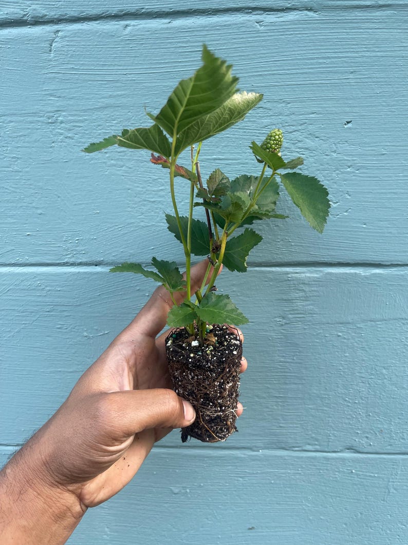 Pode incluir: Uma planta jovem de amora com folhas verdes serrilhadas e uma &uacute;nica baga verde em desenvolvimento. A planta &eacute; apresentada com o torr&atilde;o de ra&iacute;zes exposto, exibindo terra escura e uma rede densa de ra&iacute;zes, pronta para ser transplantada.