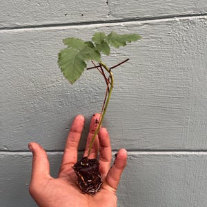 Pode incluir: Uma pequena planta com folhas verdes e caules vermelhos &eacute; segurada em uma m&atilde;o aberta. As ra&iacute;zes da planta s&atilde;o vis&iacute;veis, rodeadas por terra. O fundo &eacute; uma superf&iacute;cie de madeira azul clara.
