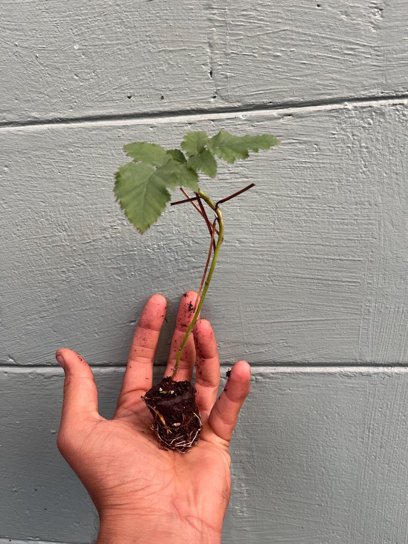 Pode incluir: Uma pequena planta com folhas verdes e caules vermelhos &eacute; segurada em uma m&atilde;o aberta. As ra&iacute;zes da planta s&atilde;o vis&iacute;veis, rodeadas por terra. O fundo &eacute; uma superf&iacute;cie de madeira azul clara.