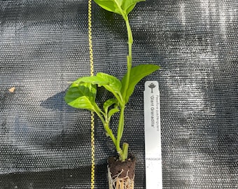 Giant Granadilla Live Plant – Rare Tropical Passion Fruit Vine – Passiflora quadrangularis Climber