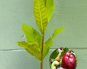 Red Cashew Tree (Anacardium occidentale) – 4-Inch Live Plant