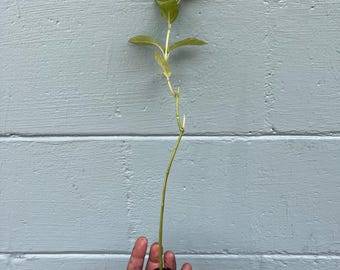 Swamp Milkweed (Asclepias incarnata) – Live Plant