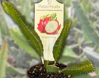 Red dragon fruit plants