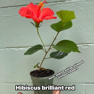 May include: A potted Hibiscus plant with a vibrant red flower and green leaves. The text "Hibiscus brilliant red" is displayed at the bottom of the image. The plant is in a green pot.