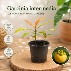 May include: A Garcinia intermedia live plant, also known as Lemon Drop Mangosteen, in a black plastic pot. The plant has green and orange-tinted leaves. Text on the image reads Garcinia intermedia (LEMON DROP MANGOSTEEN), LIVE PLANT, WELL ROOTED, and SECURELY PACKAGED.