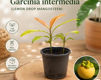 Garcinia Intermedia Live Plant | Lemon Drop Mangosteen Tropical Fruit Tree