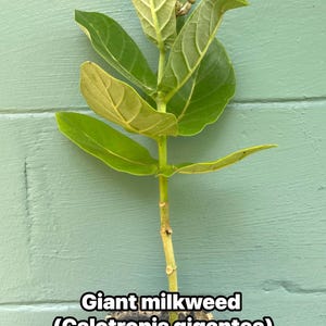 May include: A young Calotropis gigantea plant, commonly known as giant milkweed, featuring a central stem with several broad, light green leaves. The plant is potted in a small, dark plastic container with the text Giant milkweed (Calotropis gigantea) printed over the lower portion of the image.