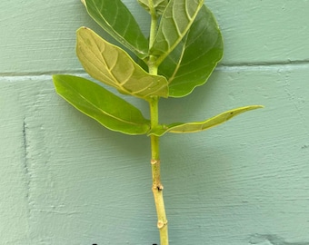 Giant milkweed (Calotropis gigantea) – Rare Tropical Flowering Plant – 4” Pot