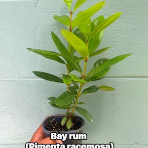 Bay Rum Plant (Pimenta racemosa) – Live Plant in 4.5” Pot | Aromatic Caribbean Herb