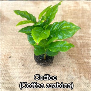 Coffea Arabica Coffee Plant: Live Indoor Houseplant, Easy Care