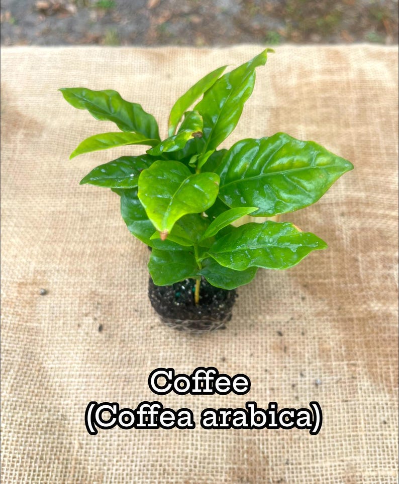 Plantsages Coffea Arabica Coffee Plant - Thumbnail 2