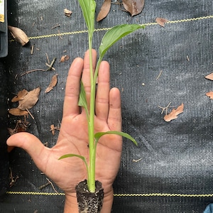 May include: A small green plant with long, pointed leaves and a green stem, held in an open hand. The plant's roots are visible, encased in soil. The background is a black fabric with scattered leaves and twigs.