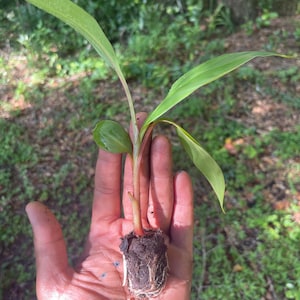 May include: A small plant with green leaves and a reddish stem is held in a hand. The plant's roots are visible, surrounded by soil. The background is a blurred view of a natural outdoor setting with trees and foliage.