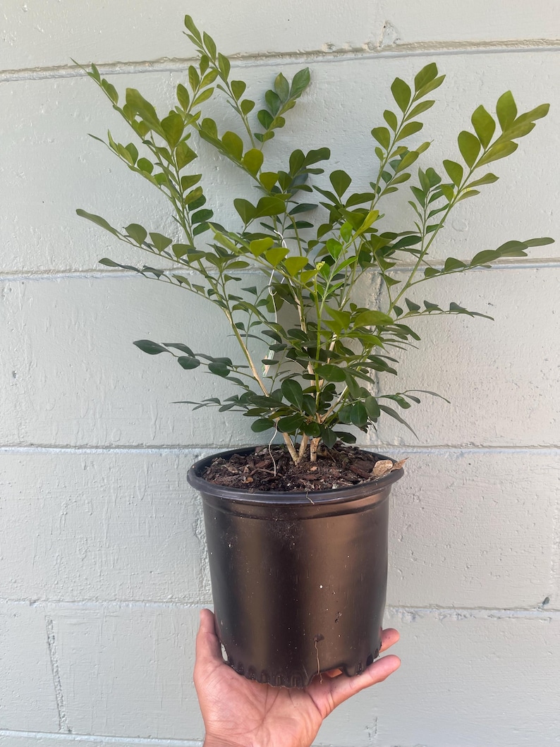 Plantsages Orange Jasmine Plant