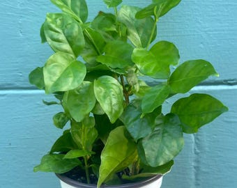 Jasmine ‘New Maid of Orleans’ Live Plant – Fragrant White Blooms, Compact Shrub