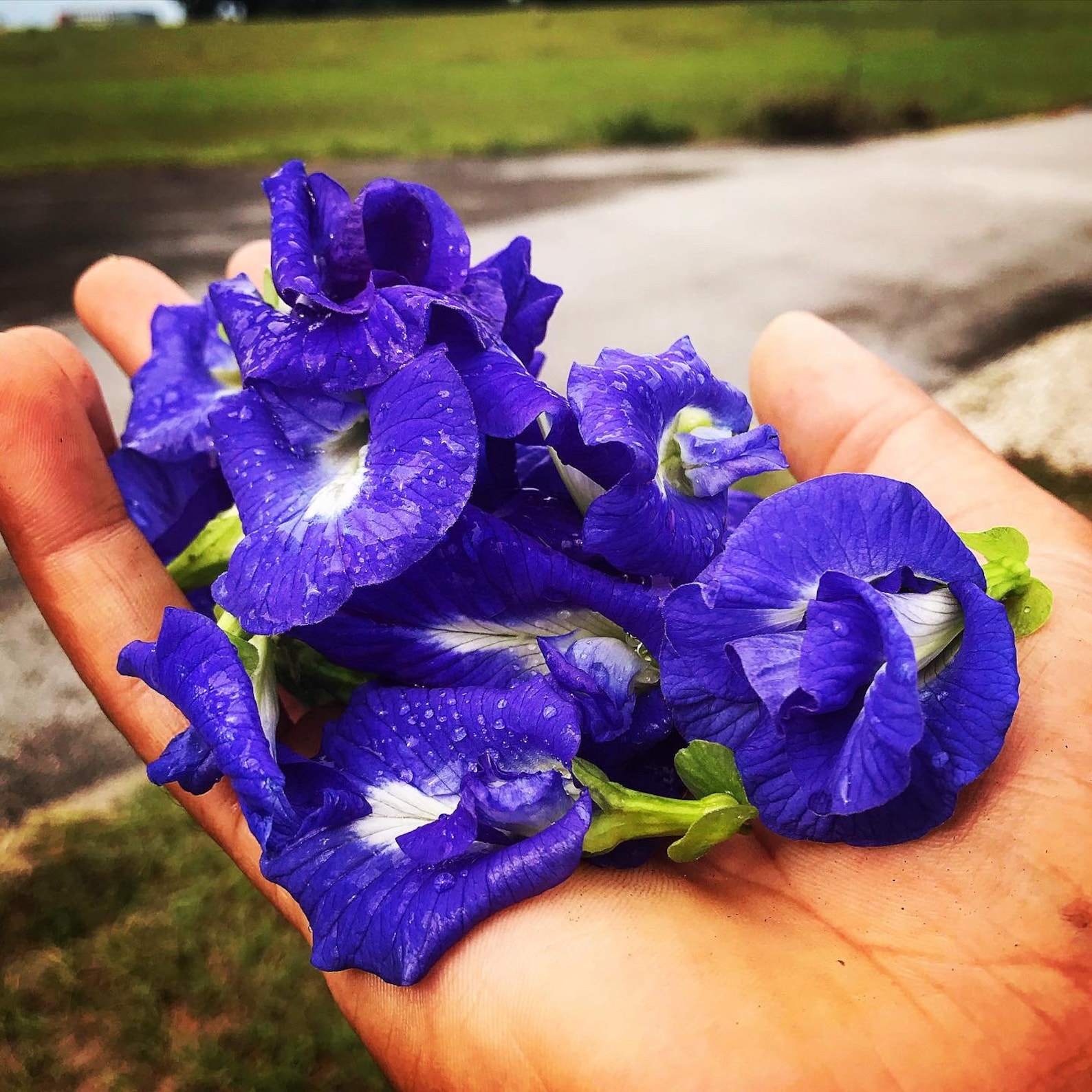 Butterfly Pea Flower Seeds Etsy