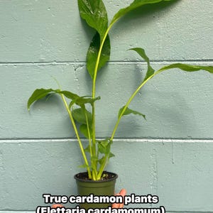 May include: A potted true cardamom plant (Elettaria cardamomum) with vibrant green leaves and stems. The plant is in a small, dark green pot, held against a light blue-green painted brick wall. The text "True cardamom plants (Elettaria cardamomum)" is visible.
