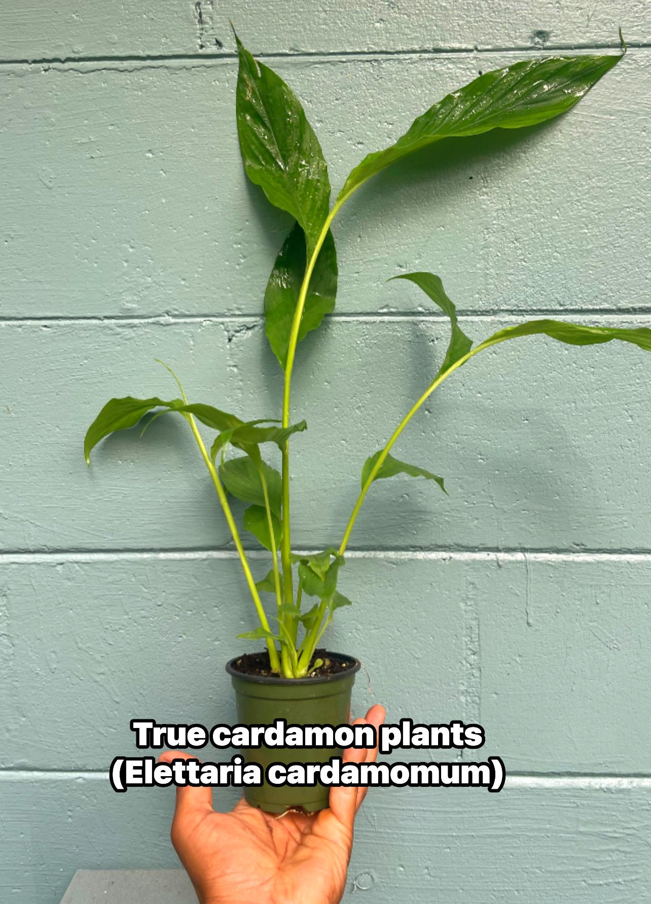 Live True Cardamom Plant, Elettaria cardamomum, 4” Pot, 15+” Tall, Rare Spice Plant, Well-Rooted, Grow Fresh Cardamom Indoors or Garden