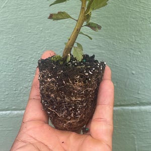 May include: A small plant with a brown stem and green leaves, held in a hand. The plant's roots are visible, surrounded by soil. The background is a light green wall.