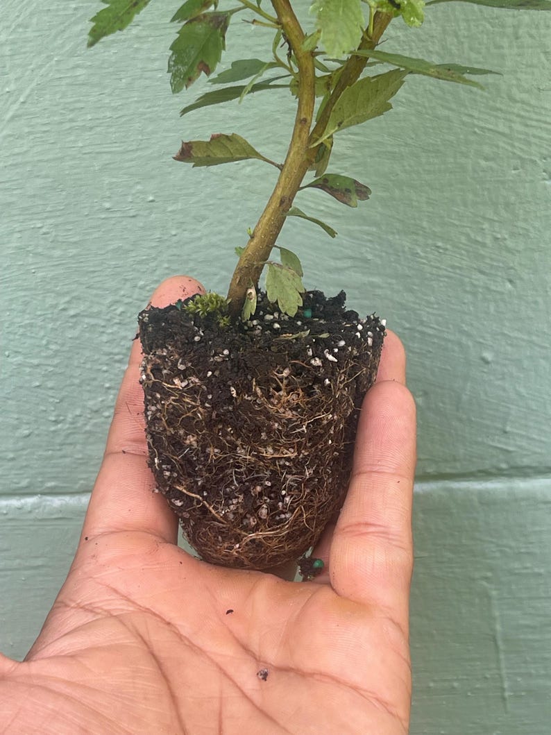 May include: A small plant with a brown stem and green leaves, held in a hand. The plant's roots are visible, surrounded by soil. The background is a light green wall.