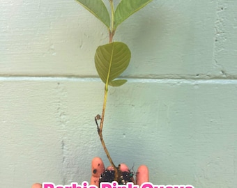 Barbie Pink Guava - Psidium guajava