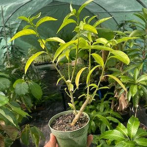 Night Blooming Jasmine Plant (Cestrum nocturnum) - Fragrant Outdoor Flowering Plant for Garden 4” pot