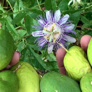 May include: Close-up of a hand holding several green passion fruit. The fruit is round and has a smooth skin. A purple and white passion flower is in the background.
