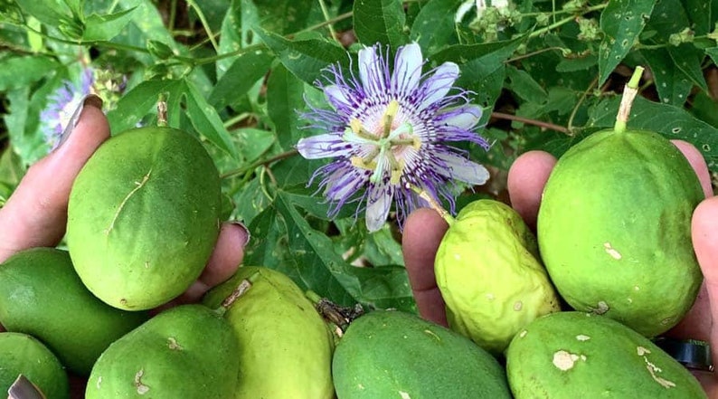 May include: Close-up of a hand holding several green passion fruit. The fruit is round and has a smooth skin. A purple and white passion flower is in the background.