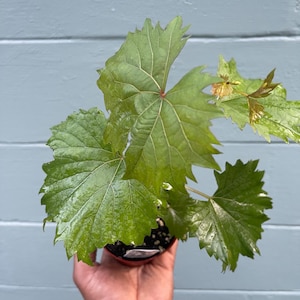 Catawba Grape Vine Plant – Live Musky Pink Grapes – Hardy Fruit Vine for Home Garden & Patio – 4” Pot