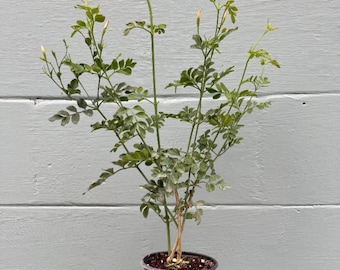 Poet's Jasmine Plant – Jasminum grandiflorum – Fragrant White Flowers – Live Vine