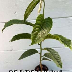 May include: A young Rollinia plant with large, textured green leaves and a slender stem. The plant is in a small black pot. Text at the bottom reads "Rollinia (Rollinia deliciosa / Annona mucosa)". The background is a light blue wooden surface.