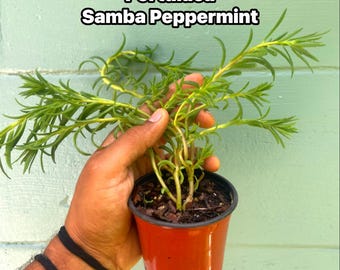 Portulaca ‘Samba Peppermint’ – 4” Live Plant | Moss Rose