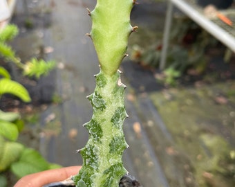 Euphorbia Lactea ‘Dragon Bones’ cactus