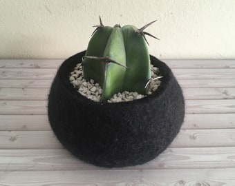 Felt succulent Planter / Macetero para suculenta / home decor cactus / decoración hogar cactus / Indoor mini planters