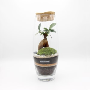 Kit terrarium humide 3 plantes coffea, fougère, fittonia - Réconciliation  Végétale