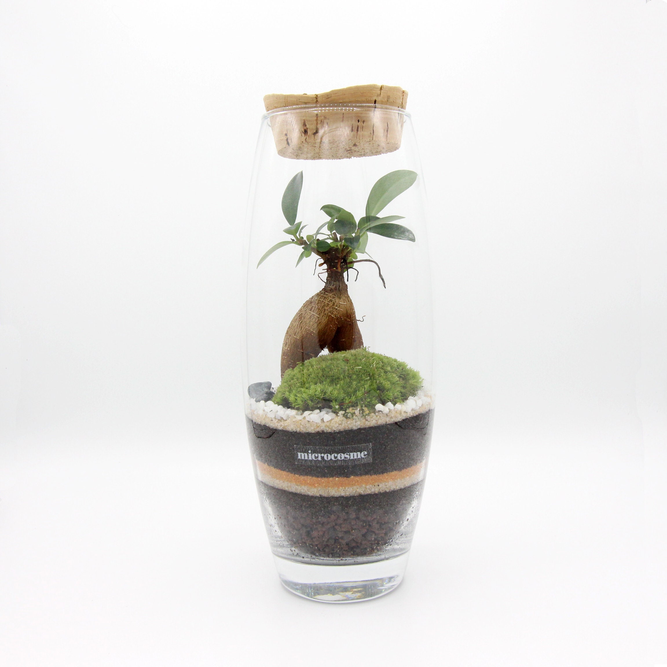 Terrarium Virgile en Kit Diy