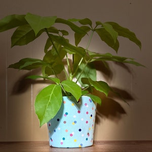 Puede incluir: Una planta verde de hojas en una maceta azul claro con un patrón de lunares de colores.