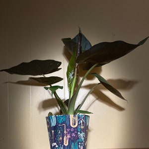 May include: A dark green houseplant with large, dark leaves in a colorful planter with a musical theme. The planter has a blue background with a pattern of gold musical instruments, green leaves, and purple flowers.