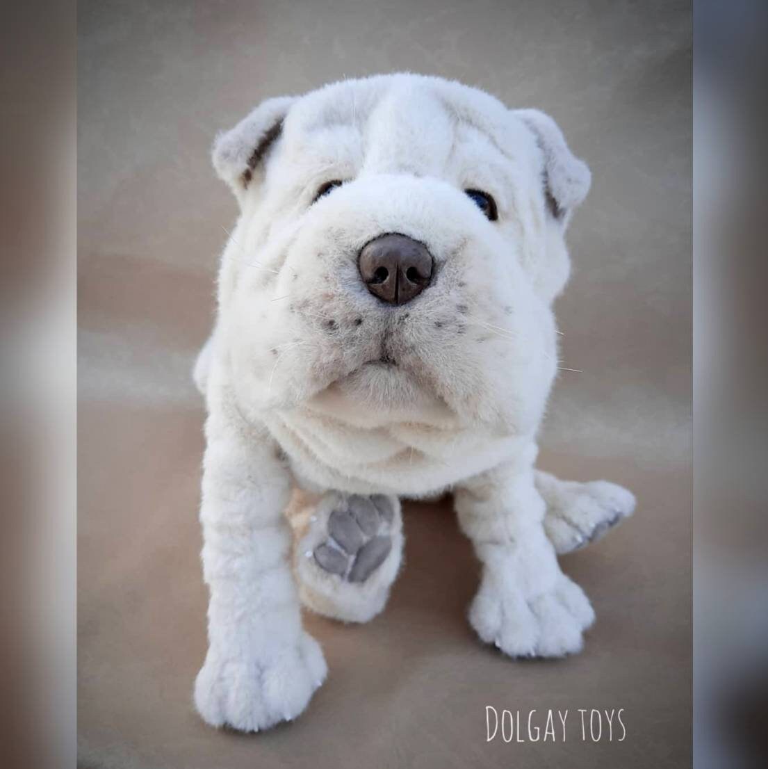 shar pei teddy