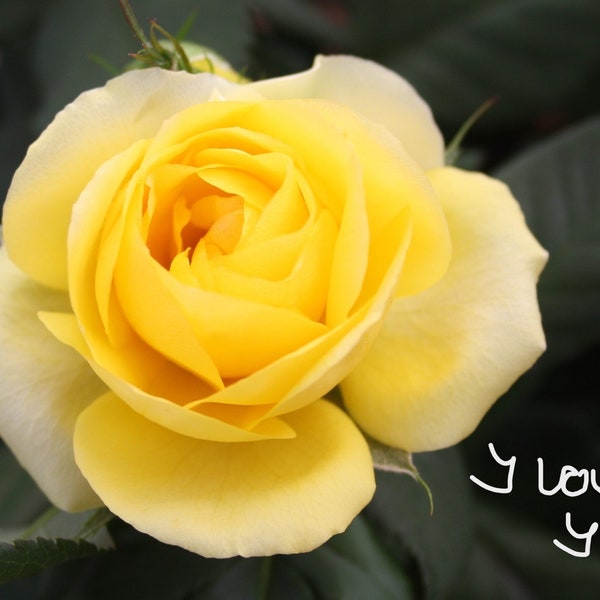 Foto Postcard Rose "I love you"