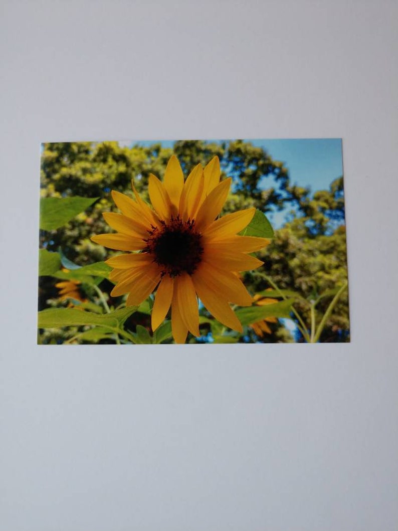 stationary natural photos nature photography 5 card set sunflowers Postcard set notecards