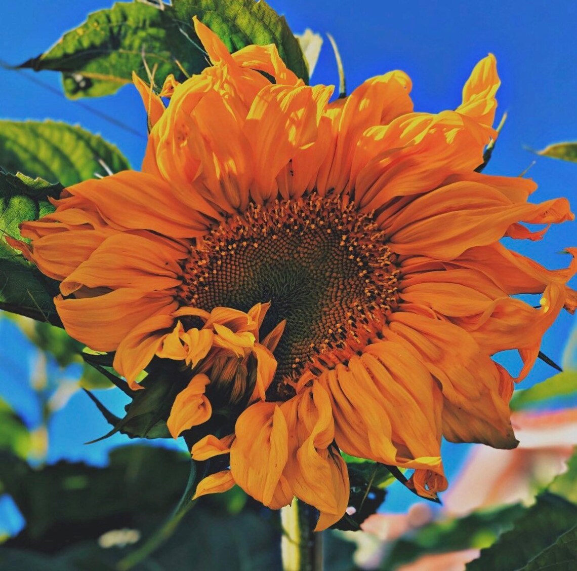 Mélange de graines de tournesol Récolte 2020 Etsy