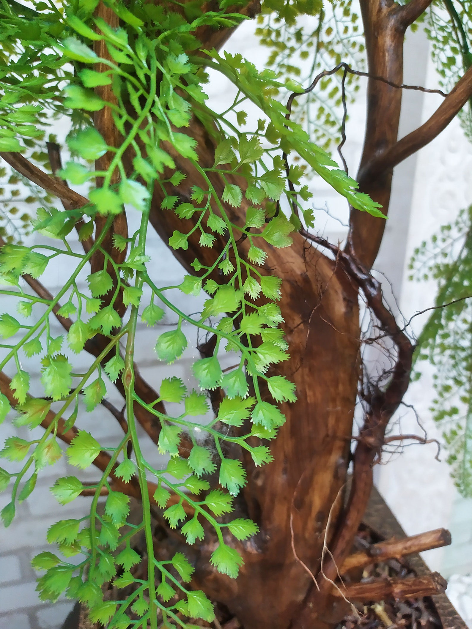 Bonsai No. 125 weeping Willow. Table Willow Etsy