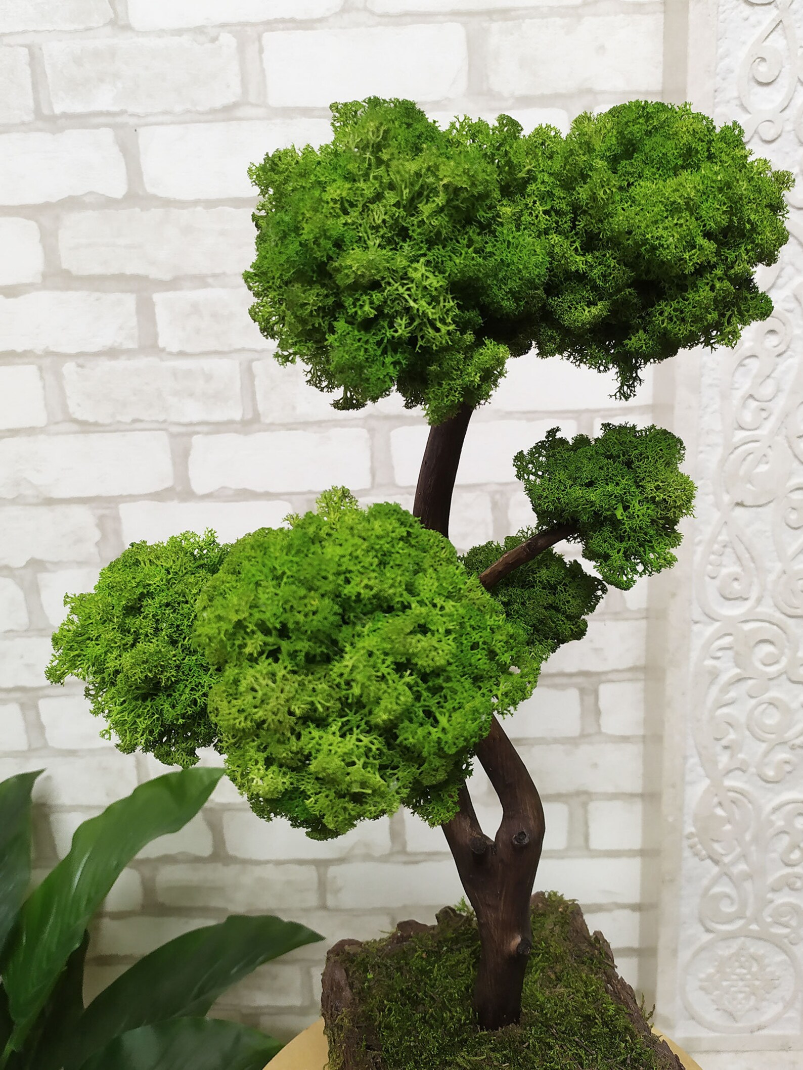 Indoor tree 79 bonsai with preserved moss. Bonsai for home Etsy